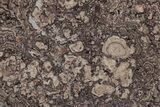 Polished, Cretaceous, Oncolite Stromatolite Fossil - Mexico #231377-1
